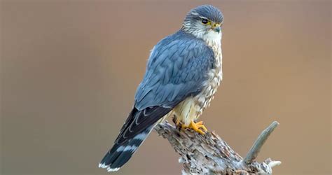 Merlin Identification, All About Birds, Cornell Lab of .